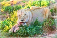 趴在草丛中的非洲母狮子图片