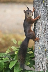 正在攀爬树干的欧亚红松鼠图片