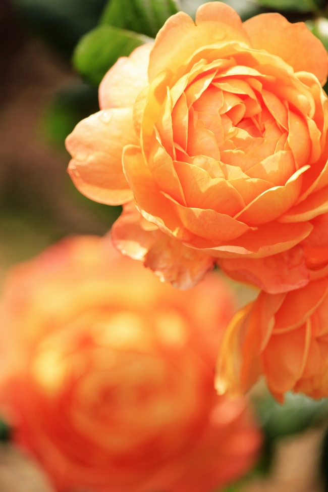 橙色灌木玫瑰花摄影图片