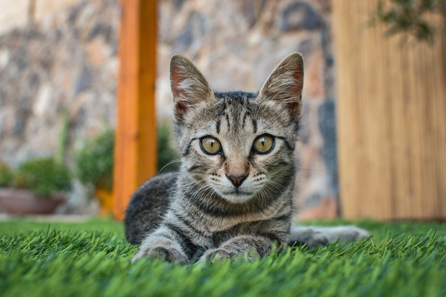 绿色草地可爱小猫咪摄影图片