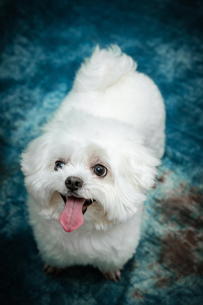 白色可爱贵宾犬摄影图片