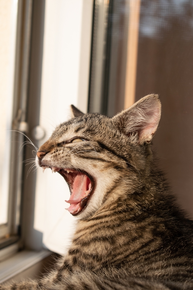 窗台龇牙咧嘴的小萌猫图片