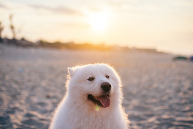 可爱白色萨摩耶狗狗图片