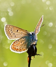 夏日野生彩色斑点蝴蝶摄影图片