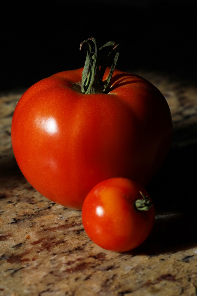 新鲜有机大小西红柿摄影图片