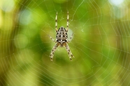 蜘蛛网蛛形纲动物摄影图片