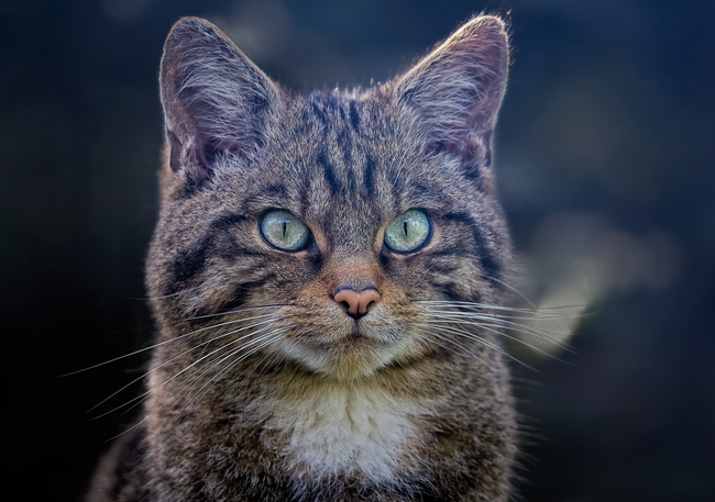 苏格兰野猫写真高清图片