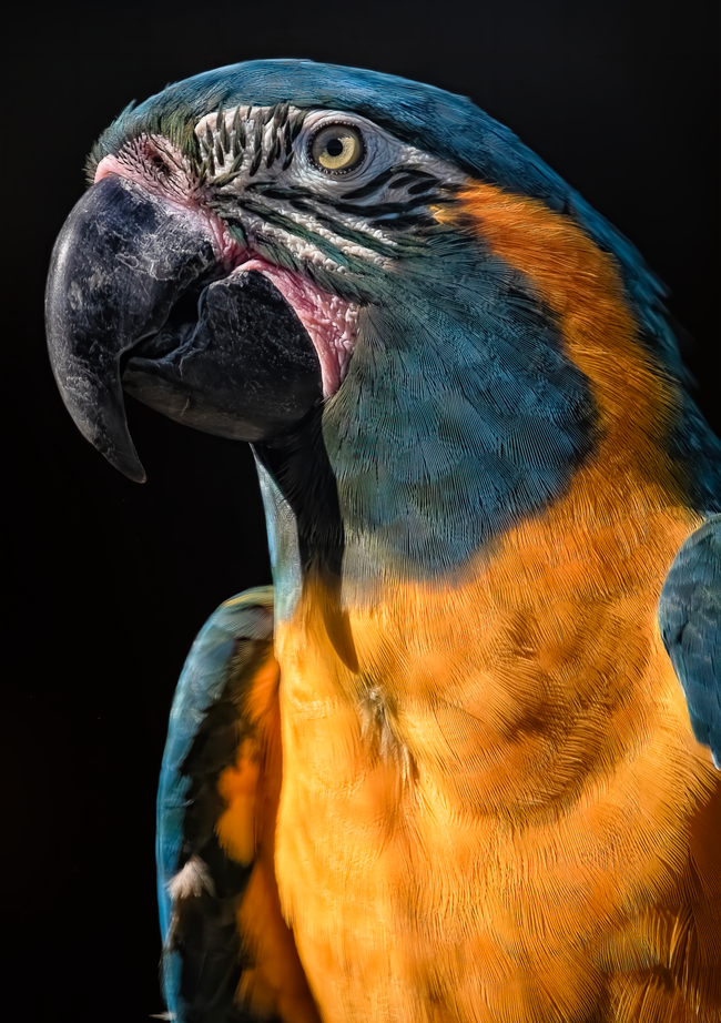 蓝喉金刚鹦鹉写真高清图片