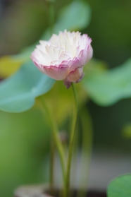 夏日莲花池粉色莲花摄影图片