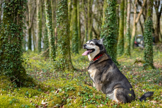 绿色树林西伯利亚雪橇犬摄影图片