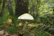 秋天森林地面白色蘑菇摄影图片