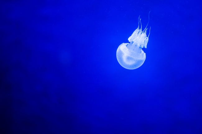 唯美蓝色深海海蜇生物摄影图片