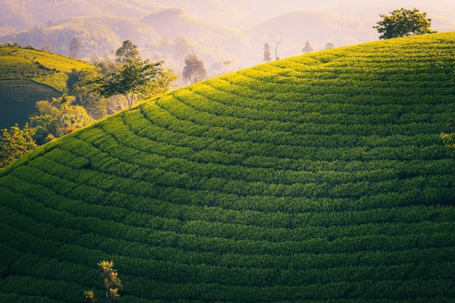 春天绿色唯美茶园风光摄影图片