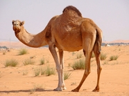 戈壁荒漠阿拉伯单峰驼图片