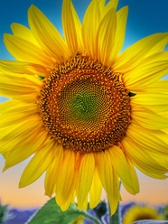 一朵金色向日葵盛开摄影图片