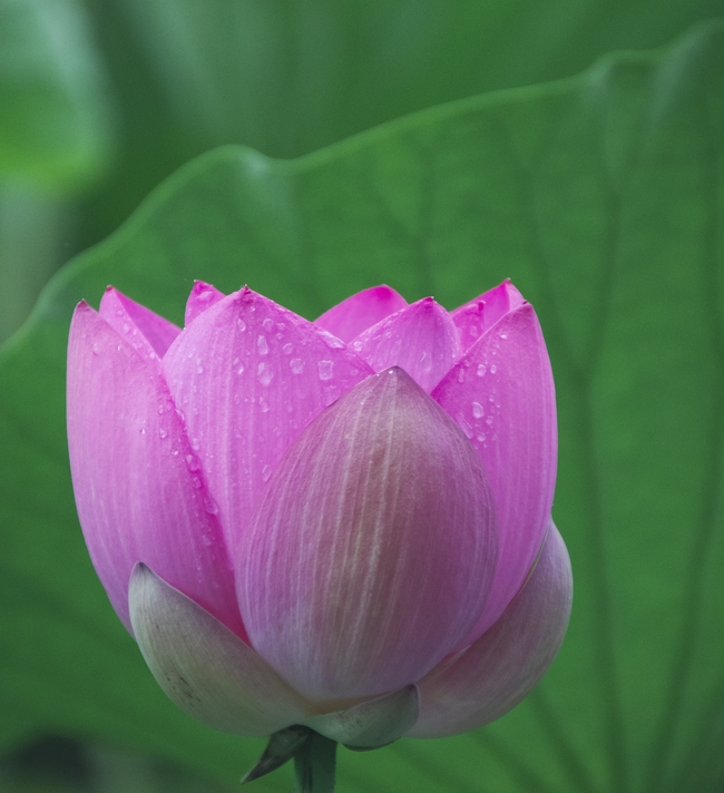 夏日雨后粉色荷花盛开图片