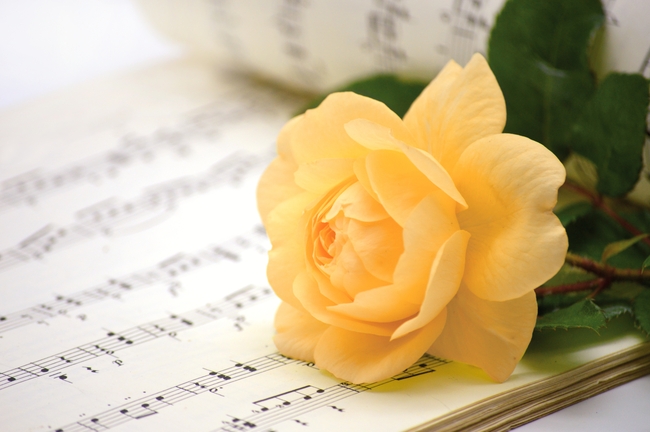躺在乐谱上的黄色玫瑰花枝图片