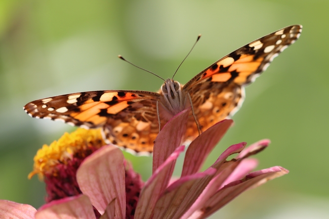 停在花瓣上的豹纹蝶图片