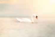 一只白天鹅在湖中嬉戏图片