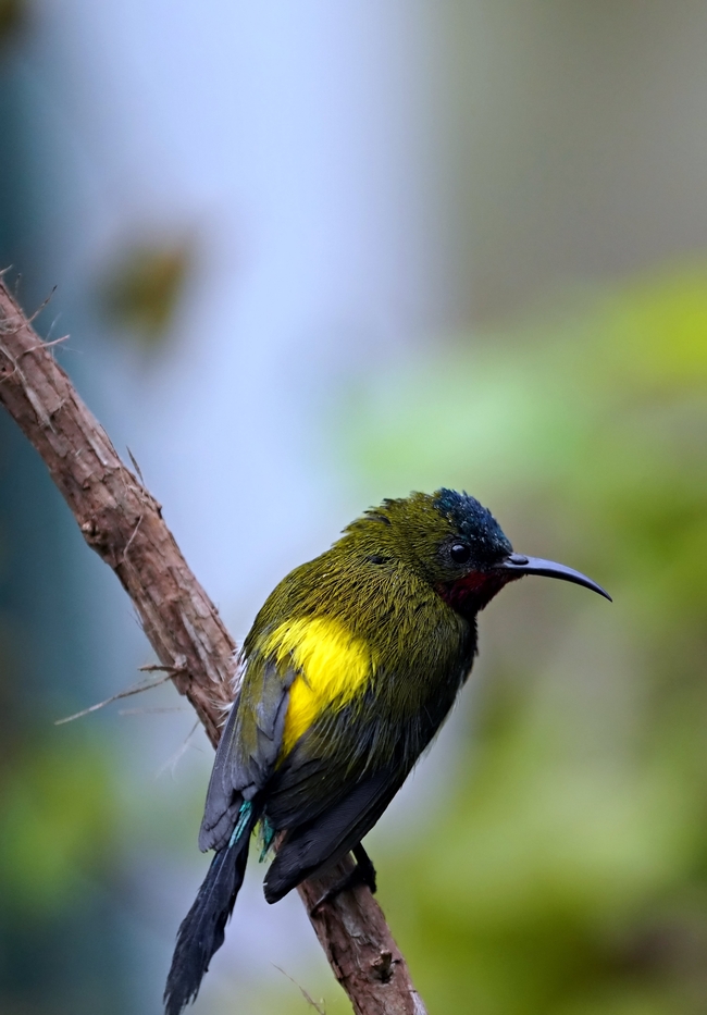 野生绿喉太阳鸟摄影图片