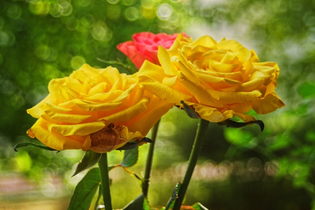 黄色娇艳玫瑰花朵摄影图片