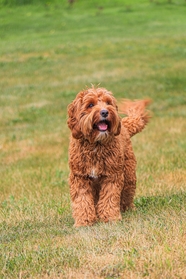 一只棕色的狗正在草地上奔跑图片