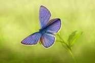 停歇在杂草上的蓝色蝴蝶图片