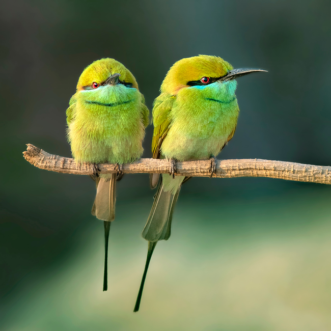 站在树枝上的两只绿喉蜂鸟图片下载