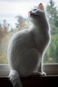 站在窗台上的白色小猫图片