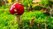 绿色草地上生成的红色毒蘑菇图片