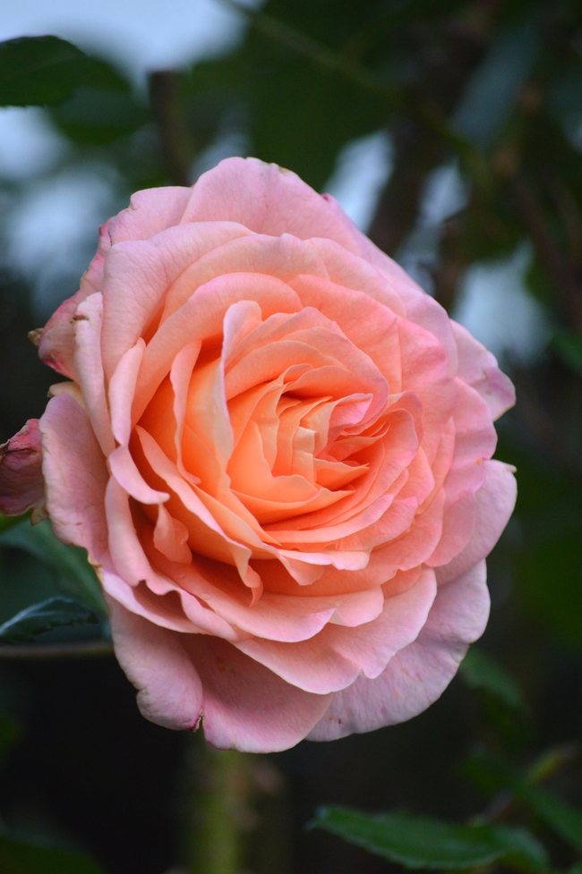 一枝粉色娇艳玫瑰花摄影图片