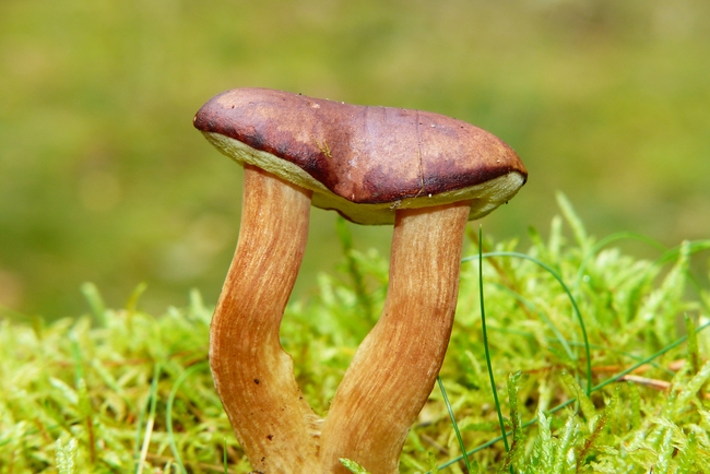 野生湾牛肝菌蘑菇摄影图片