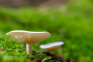 森林地面棒柄杯伞蘑菇图片