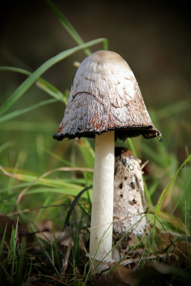 秋天墨汁鬼伞蘑菇摄影图片