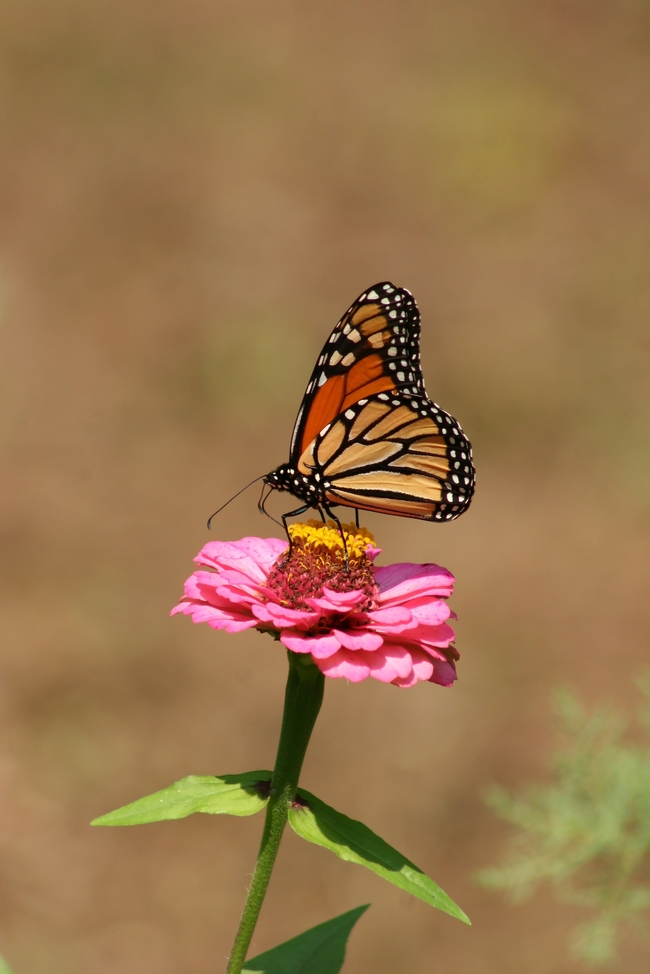 野生豹纹斑蝴蝶摄影图片