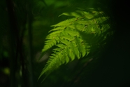 毛叶桫椤蕨类植物摄影图片