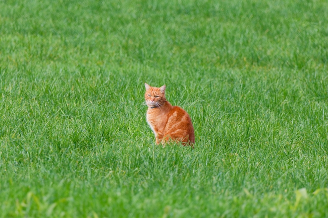 站在绿色草地中央的小肥猫图片