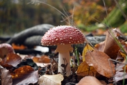 秋天红色野生蘑菇摄影图片
