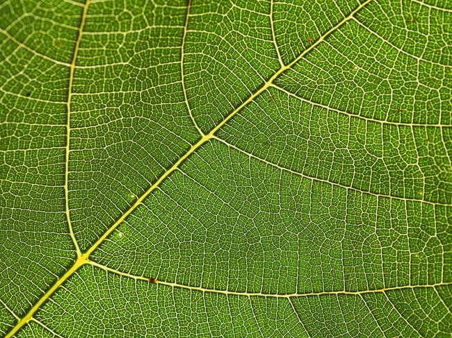 绿色树叶脉络纹理底纹摄影图片