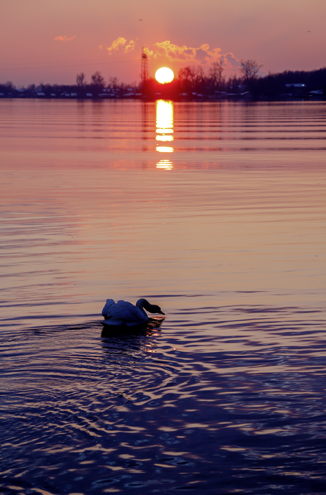 日暮黄昏湖泊白天鹅写真图片下载