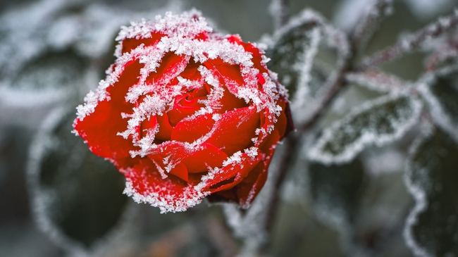 雪中玫瑰花微距特写摄影图片