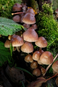 地面青苔野生蘑菇群摄影图片