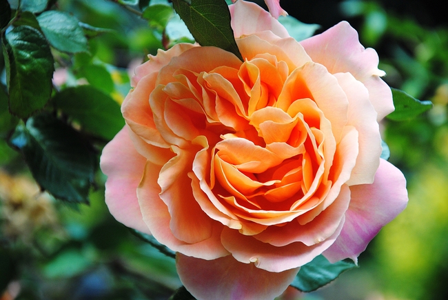 橙色香水玫瑰花摄影图片