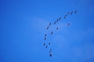 蓝色天空迁徙的候鸟图片