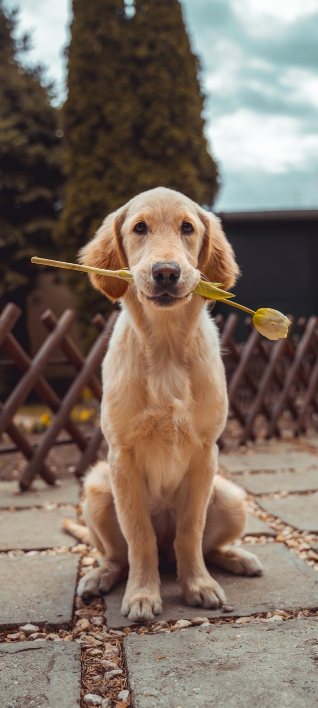 叼着一枝花的拉布拉多犬摄影图片