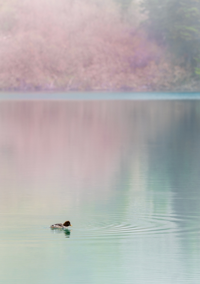 唯美山水湖泊鸭子嬉戏摄影图片