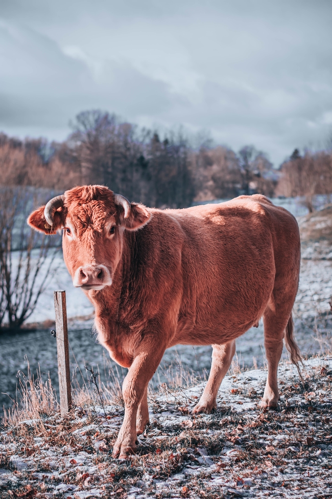 冬季牧场大黄牛摄影图片