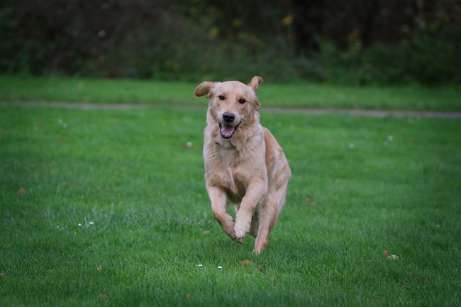 绿色草地自由奔跑的金毛猎犬图片
