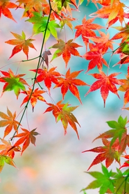 秋天唯美渐变色枫叶摄影图片