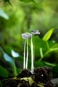破土而出的墨汁鬼伞蘑菇图片